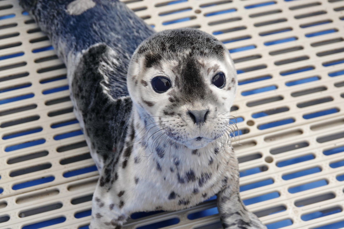 PV2052 Cute Seal