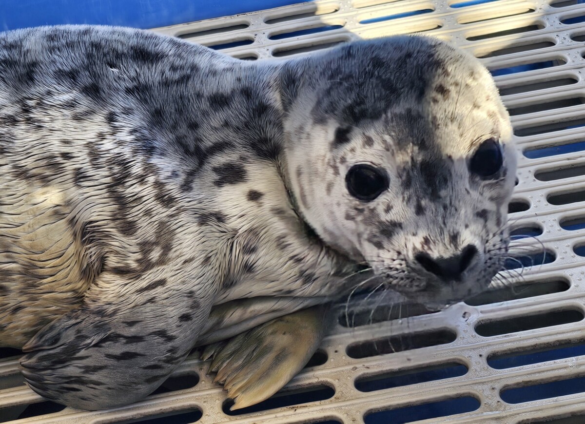 PV2436 New Amsterdam