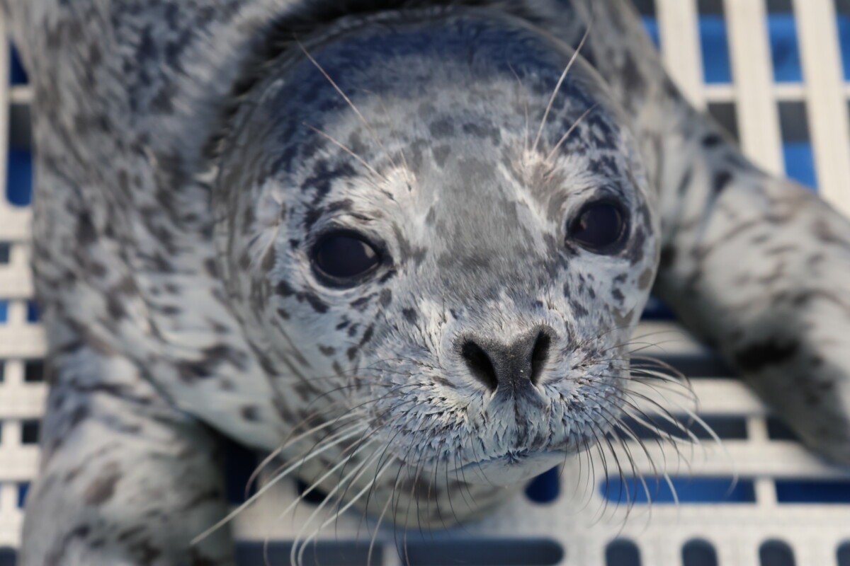 PV2544 Mr. Potato Head